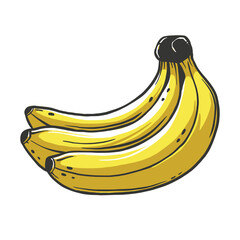 Vector image of ripe banana. Cartoon and outline style image