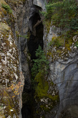 Trees between canyon Maligne.