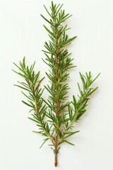Fresh rosemary herb with woody stems and pinecone-like flowers on a clean white surface, ideal for food, wellness, or nature photography