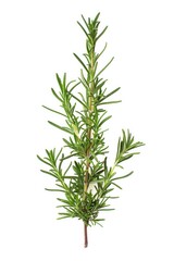Fototapeta premium Fresh rosemary sprig on a clean white surface, ideal for use in food and decoration photography