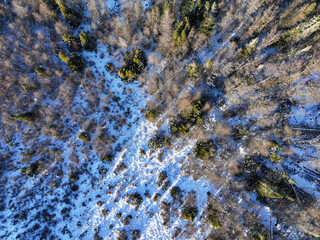 Old Boreal Forest in Winter with Several Dry Dead Trees Up and Down and Small Rivers