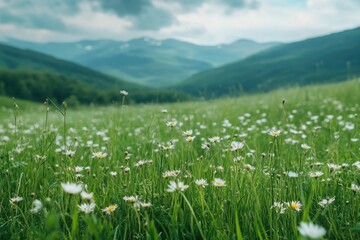 Obraz premium Green meadow with field flowers. Nature landscape with high attitude grass. Beautiful scenery in the Carpathian Mountains , ai