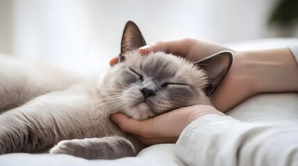 Obraz premium A serene scene of a relaxed cat being gently held, showcasing a bond of comfort and care between pet and owner.