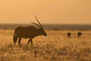Group of Gemsbok (Oryx gazella) with young grazing on a plain at sunrise in Etosha National Park,...