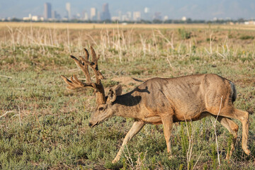 Mule Deer - Denver Colorado