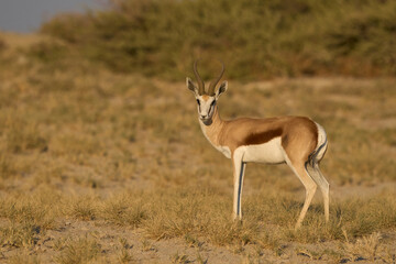 Springok (Antidorcas marsupialis) in Etosha National Park, Namibia        