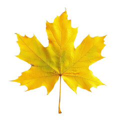 Obraz premium Single maple leaf turning from a summer green to a deep autumn yellow