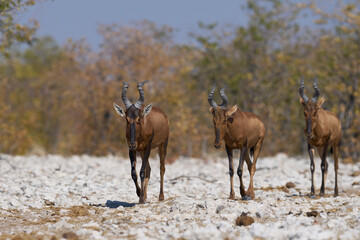 Red Hartebeest (Alcelaphus buselaphus caama ) approaching a waterhole in Etosha National Park, Namibia   