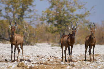Red Hartebeest (Alcelaphus buselaphus caama ) approaching a waterhole in Etosha National Park, Namibia   