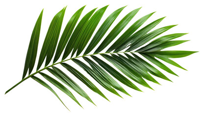 Obraz premium PNG Tropical green palm leaf isolated