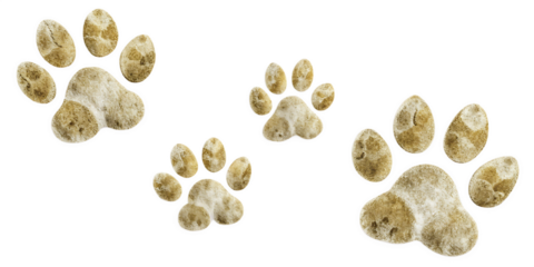 cat paws  isolated on white background as transparent. PNG
