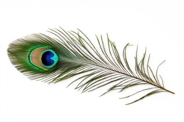 Fototapeta premium A beautiful peacock feather showcasing vibrant colors and intricate patterns, perfect for nature and design projects.