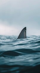Fototapeta premium Shark fin in ocean