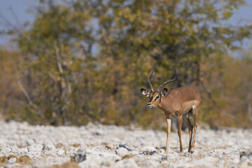 Male Black-faced Impala (Aepyceros melampus petersi) displaying during the annual rut in Etosha National Park, Namibia.
