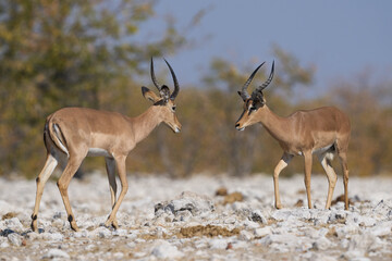 Male Black-faced Impala (Aepyceros melampus petersi) in Etosha National Park, Namibia.      