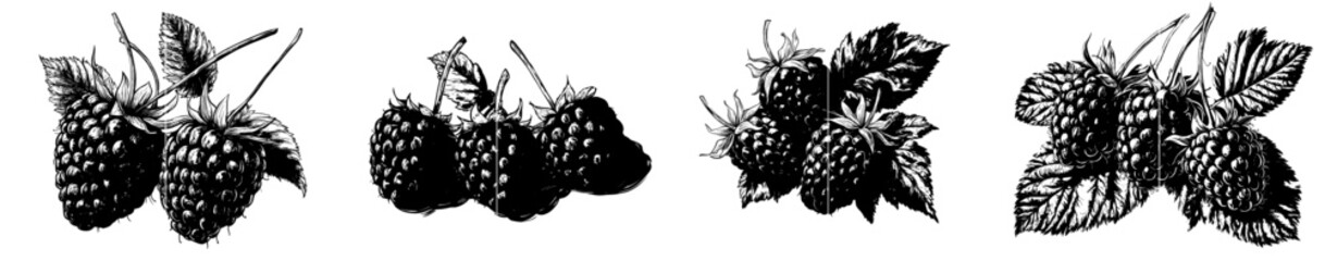 The hand drawn graphic of an isolated raspberry is engraved in a modern style