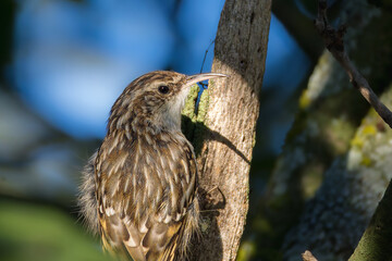 Short-toed Treecreeper perched on a branch in the morning light