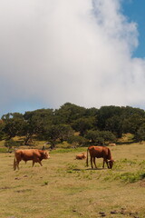 cows in the field of Fanal Rorest in Madeira, Portugal