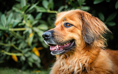 Obraz premium Portrait of a four years old female Hovawart dog