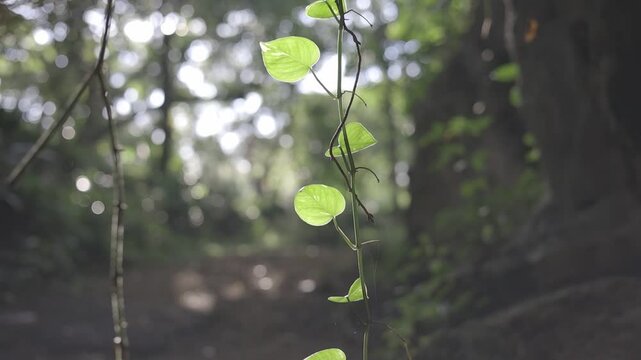 beautiful landscape of plants and rocks with a flash of soft light at sunrise. captured with canon eos R, C-log raw 8bits color. 1920x1080 HD