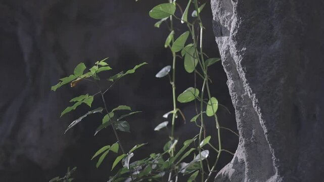 beautiful landscape of plants and rocks with a flash of soft light at sunrise. captured with canon eos R, C-log raw 8bits color. 1920x1080 HD