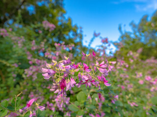 咲きはじめた萩の花