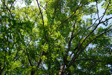 Obraz premium 坂本の街の街路樹の緑