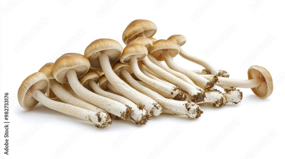 Poster A cluster of Yanagi mushrooms lying on a white background, their long stems and rounded caps creating a pleasing and balanced composition