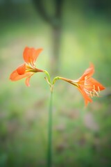 The last collection of Hippeastrum striatum flowers that are blooming on the edge of the forest
