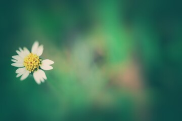 The beauty of the blur effect on flowers caused by the hot air illusion