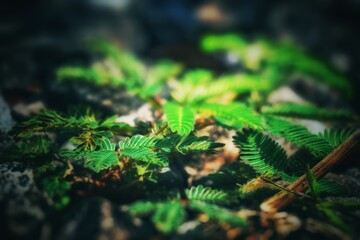 Mimosa pudica L reflects the sunlight that enters between the trees in the forest