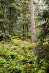 Obraz premium Forêt vosgienne - sous bois d'une forêt humide de conifère