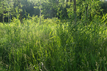 meadow grass on forest edge close-up