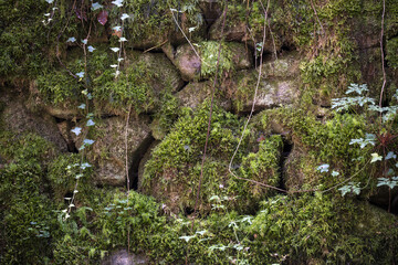 vieux mur ancien en pierre brute recouvert de mousses et de lierre