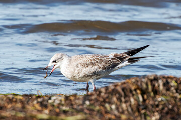 Herring gull stands in the water on the sandy beach of the Baltic Sea with waves