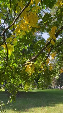 Vertical video of autumn foliage of deciduous elm tree (Lat. Ulmus L.) Natural background of green and yellow foliage swaying in breeze on city park at sunny September day. Seasonal nature backdrop