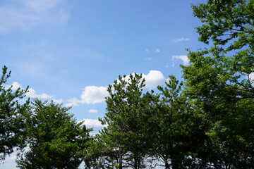 淀川堤防の緑と青空