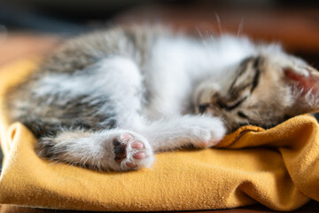 Sleeping Kitten on Yellow Cloth