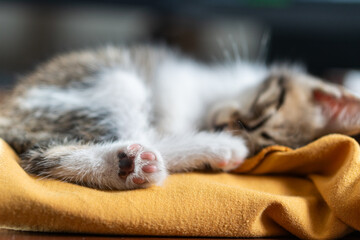 Sleeping Kitten on Yellow Cloth