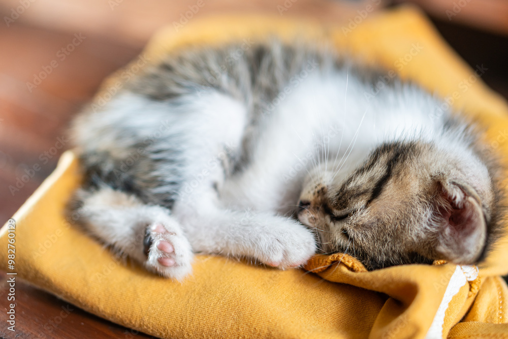 Wall mural sleeping kitten on yellow cloth