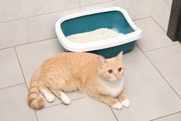 Cute ginger cat lying near litter tray indoors