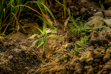 Fototapeta premium plant seeds growing in the soil. the concept of sustainability for food availability and the concept of growing investment and zakat
