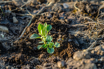 plant seeds growing in the soil. the concept of sustainability for food availability and the concept of growing investment and zakat