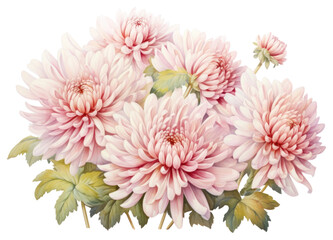 PNG Painting of chrysanthemum chrysanths drawing dahlia.