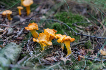 Finding Chanterelles mushrooms. Wild Chanterelles. Chanterelles in hand. Chanterelles growing in forest. Wild Mushrooms on Cutting Board. Yellow Mushrooms. Mushroom hunting. Hand Picking.