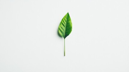 Minimal foliage design with a single leaf against a white background, minimalist style