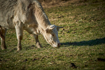 free-grazing cattle breeding in Valle di Castro, Marche in Italy 