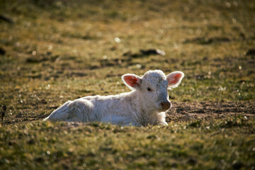 Fototapeta premium free-grazing cattle breeding in Valle di Castro, Marche in Italy 