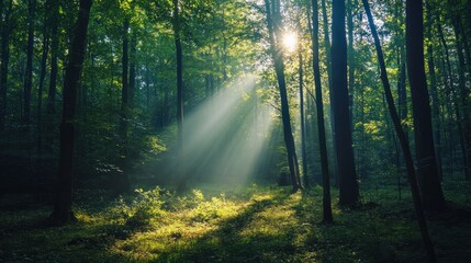 Fototapeta premium Nature camping in a dense forest with tall trees and sunlight filtering through the leaves