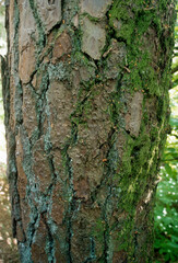 Pinus maritima , Pin maritime